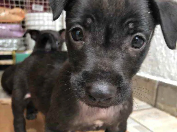 Cachorro raça Sem Raça Definida idade Abaixo de 2 meses nome Sem Nome