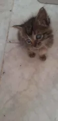 Tigre e nina 