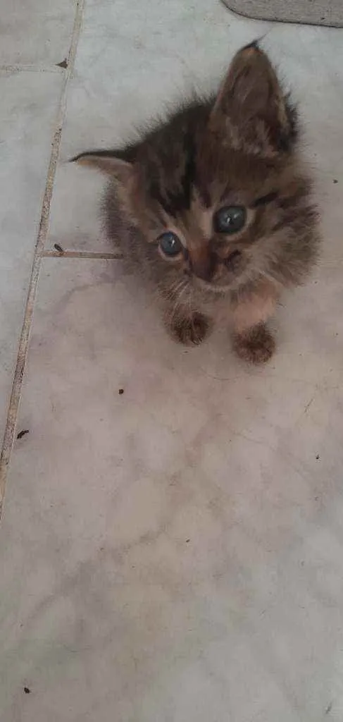 Gato raça s/d idade Abaixo de 2 meses nome Tigre e nina 