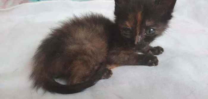 Gato raça s/d idade Abaixo de 2 meses nome Tigre e nina 