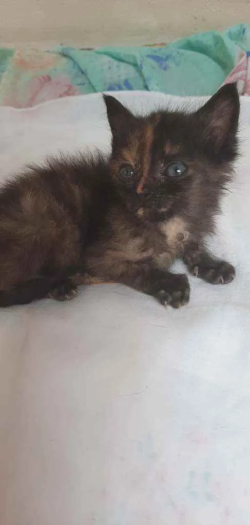 Gato raça s/d idade Abaixo de 2 meses nome Tigre e nina 