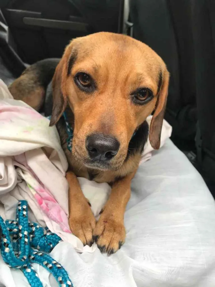 Cachorro ra a Mix Beagle idade 2 anos nome Luke