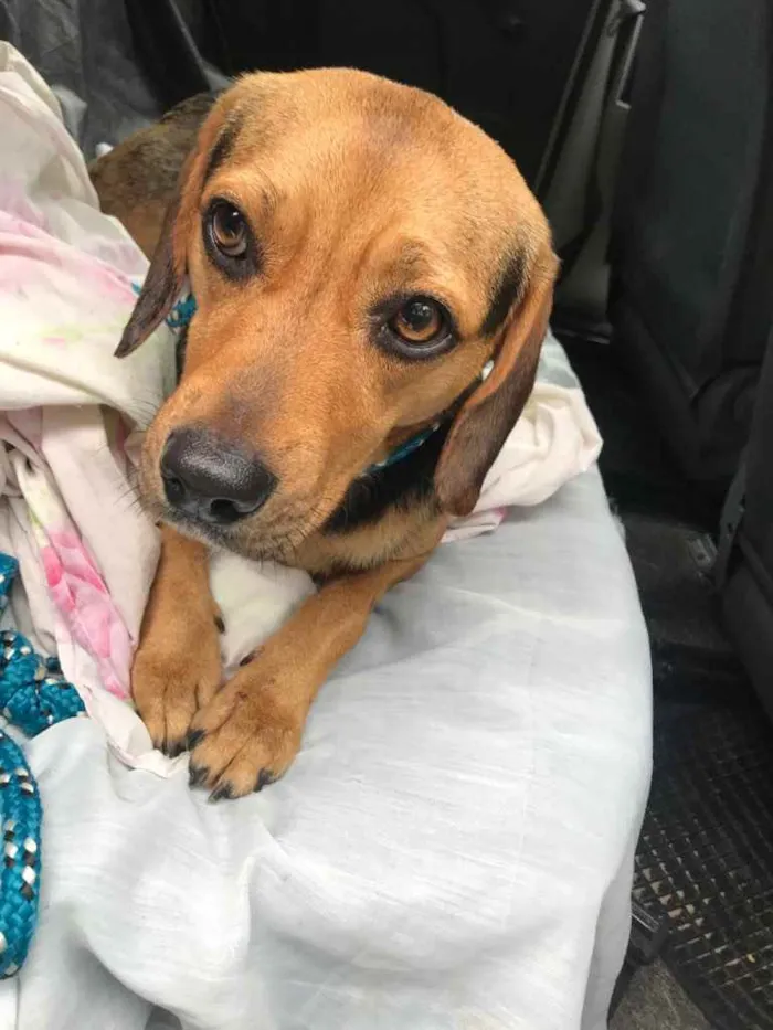 Cachorro ra a Mix Beagle idade 2 anos nome Luke