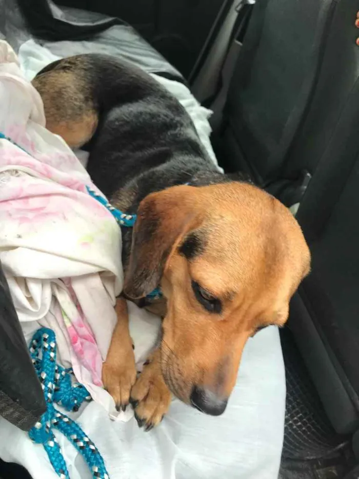 Cachorro ra a Mix Beagle idade 2 anos nome Luke