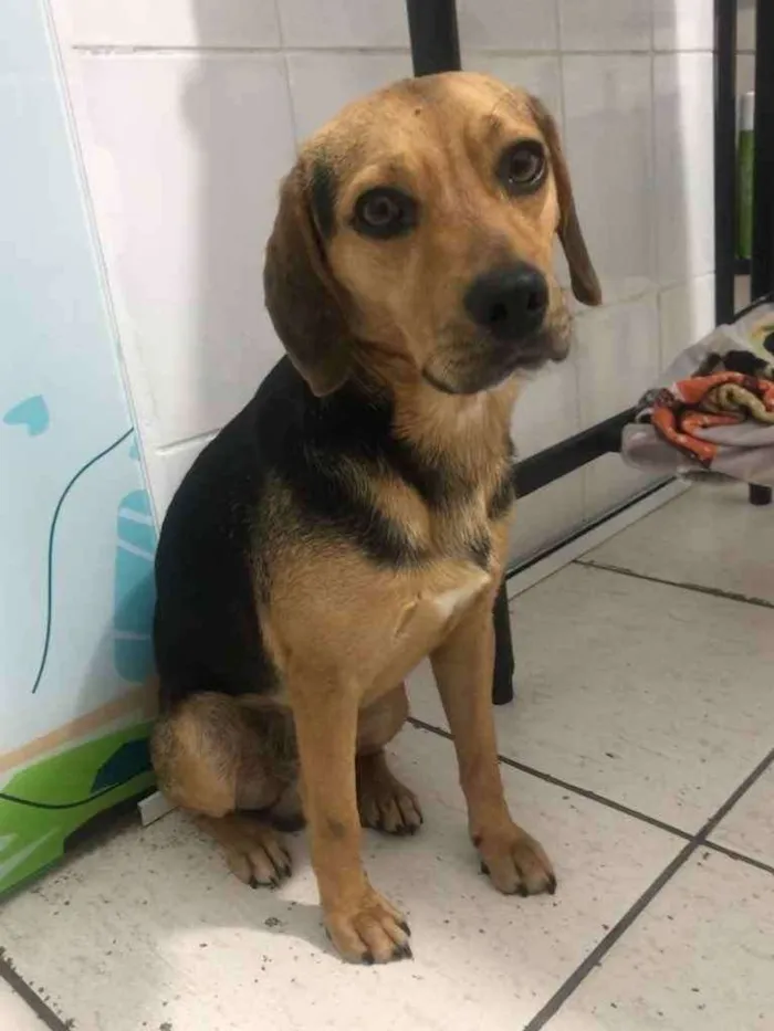 Cachorro ra a Mix Beagle idade 2 anos nome Luke