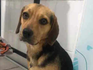 Cachorro raça Mix Beagle idade 2 anos nome Luke