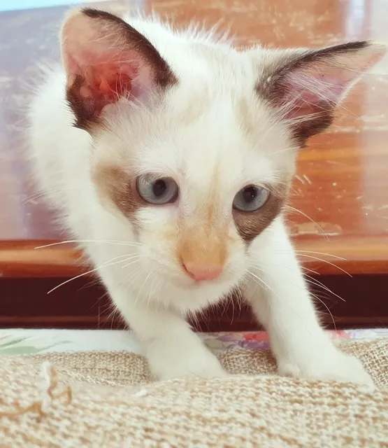 Gato raça SRD idade 2 a 6 meses nome RITA MIX