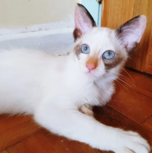 Gato raça SRD idade 2 a 6 meses nome RITA MIX