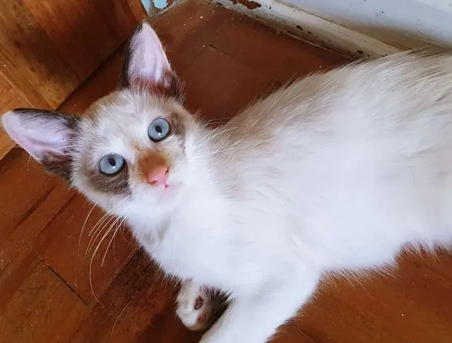 Gato raça SRD idade 2 a 6 meses nome RITA MIX