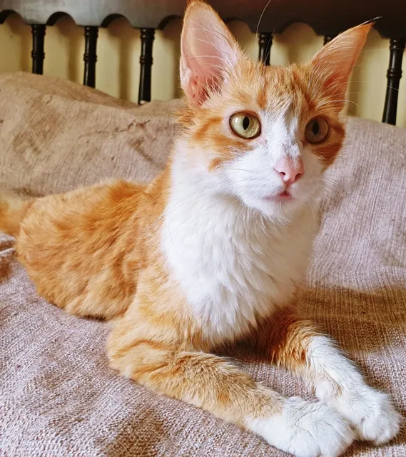 Gato raça SRD idade 1 ano nome AMÁLIA LARANJA
