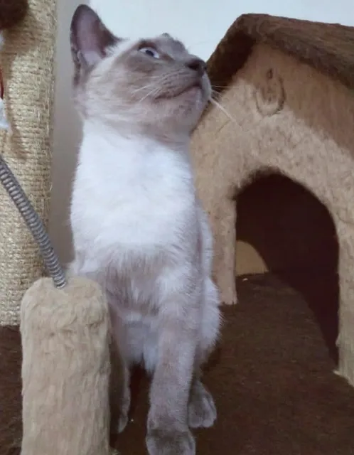 Gato raça SRD-ViraLata idade 2 a 6 meses nome PIPO E PEPA DA ROSE