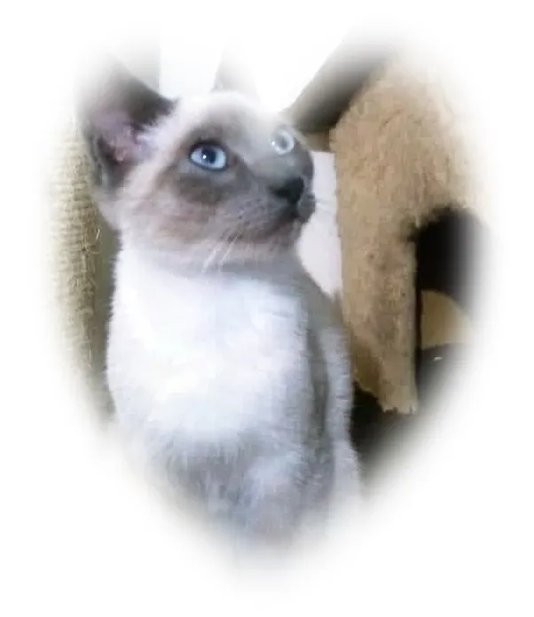 Gato raça SRD-ViraLata idade 2 a 6 meses nome PIPO E PEPA DA ROSE