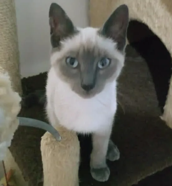 Gato raça SRD-ViraLata idade 2 a 6 meses nome PIPO E PEPA DA ROSE