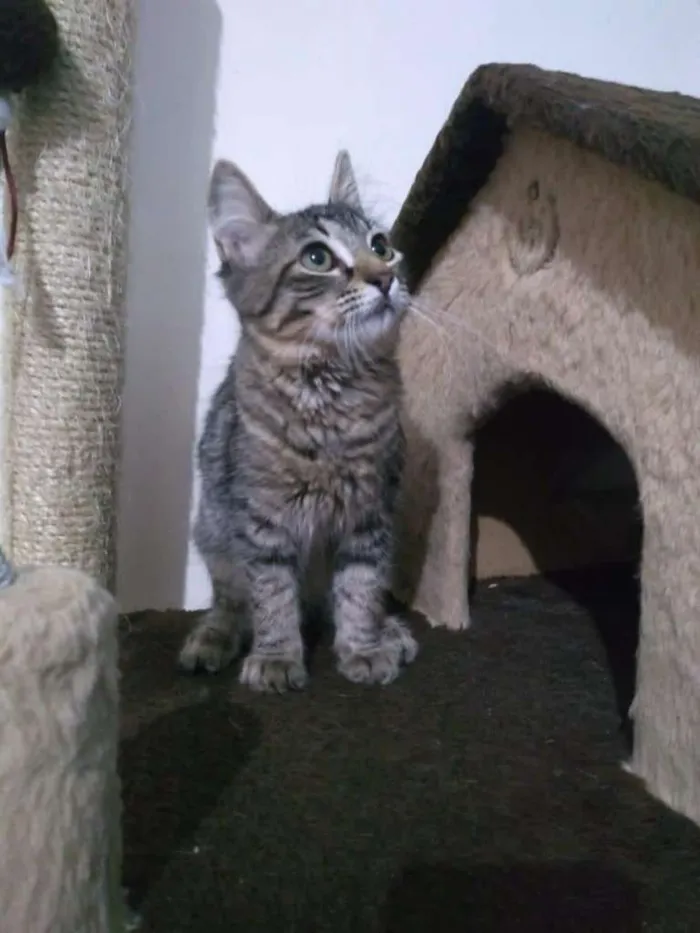 Gato raça SRD-ViraLata idade 2 a 6 meses nome LILI DA ROSE