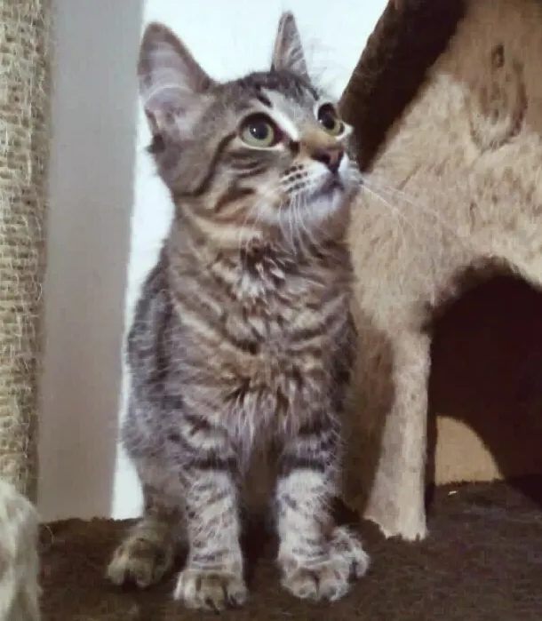 Gato raça SRD-ViraLata idade 2 a 6 meses nome LILI DA ROSE