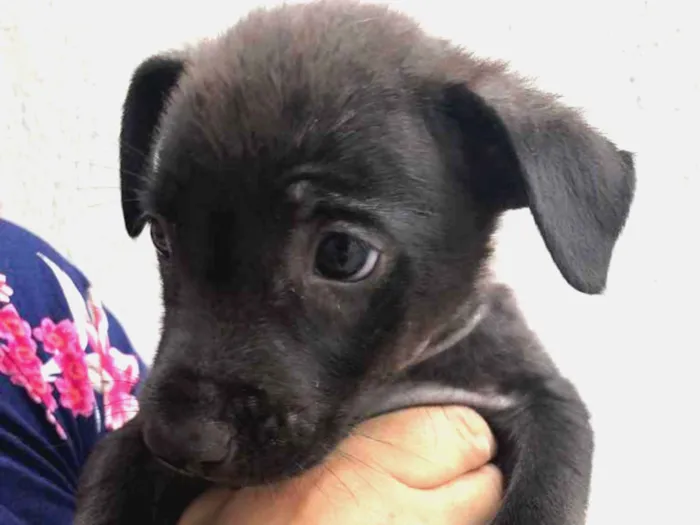 Cachorro raça Sem Raça Definida idade Abaixo de 2 meses nome Sem Nome