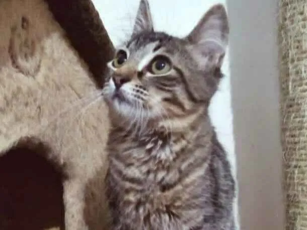 Gato raça SRD-ViraLata idade 2 a 6 meses nome LILI DA ROSE