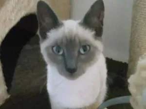 Gato raça SRD-ViraLata idade 2 a 6 meses nome PIPO E PEPA DA ROSE