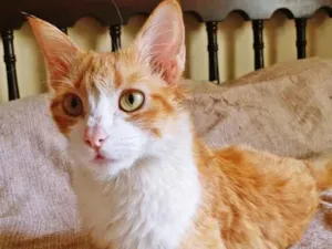 Gato raça SRD idade 1 ano nome AMÁLIA LARANJA