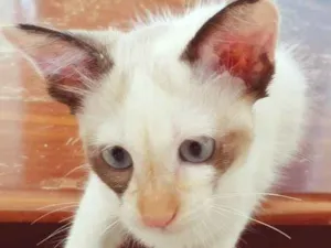 Gato raça SRD idade 2 a 6 meses nome RITA MIX