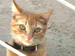 Gato raça SRD idade 1 ano nome James