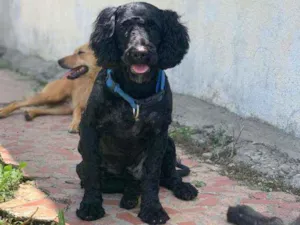 Cachorro raça Vira lata idade 7 a 11 meses nome Luck