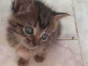 Gato raça s/d idade Abaixo de 2 meses nome Tigre e nina 