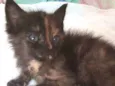 Tigre e nina 