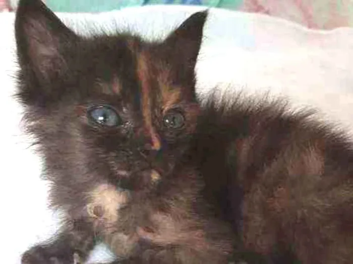 Gato raça s/d idade Abaixo de 2 meses nome Tigre e nina 