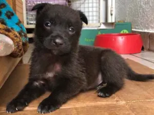 Cachorro raça Sem Raça Definida idade Abaixo de 2 meses nome Sem Nome
