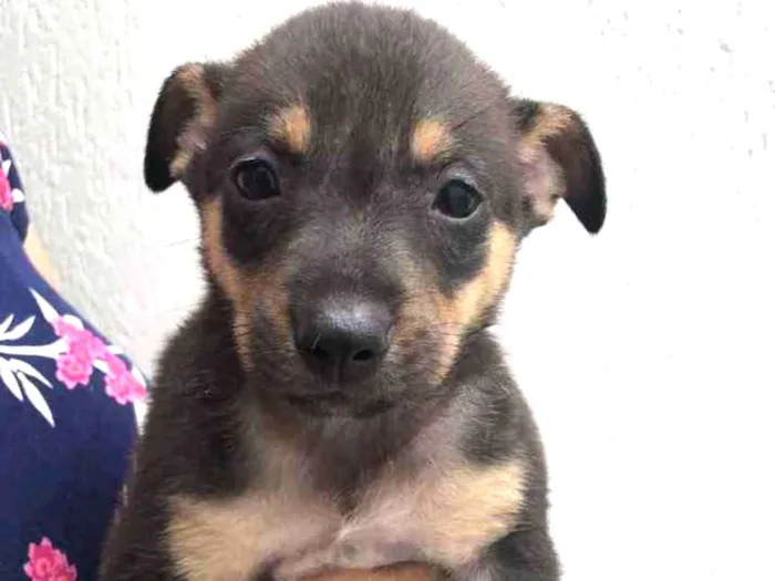 Cachorro raça Sem Raça Definida idade Abaixo de 2 meses nome Sem Nome