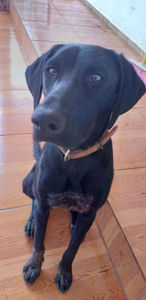 Cachorro ra a Desconhecida idade 7 a 11 meses nome Pantera