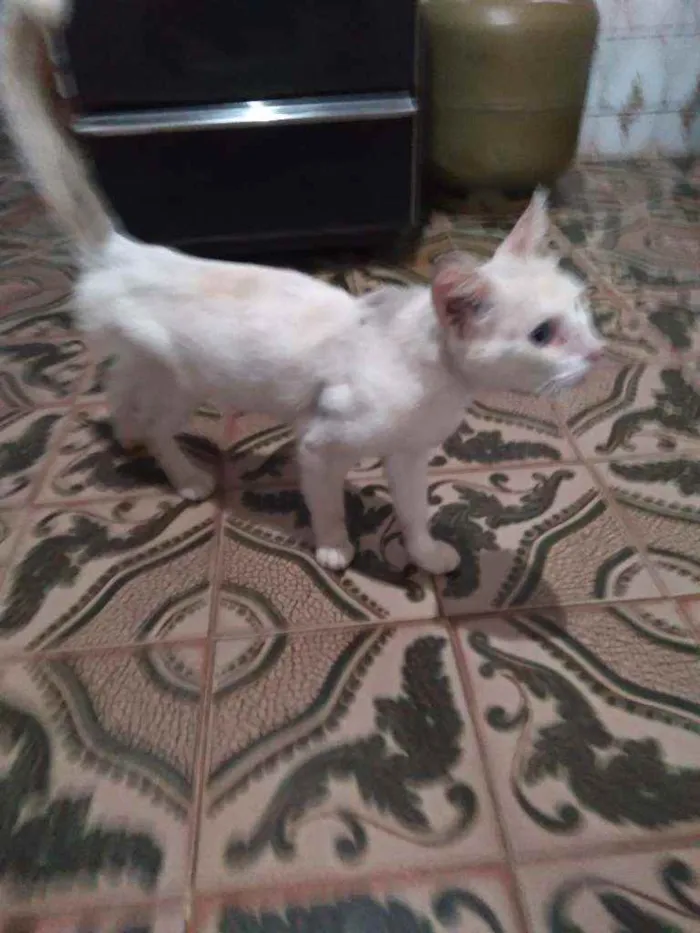 Gato raça Sem raça definida  idade 1 ano nome Branquinho 