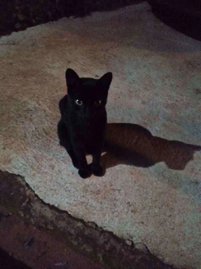 Gato raça Sem raça definida  idade 1 ano nome Branquinho 