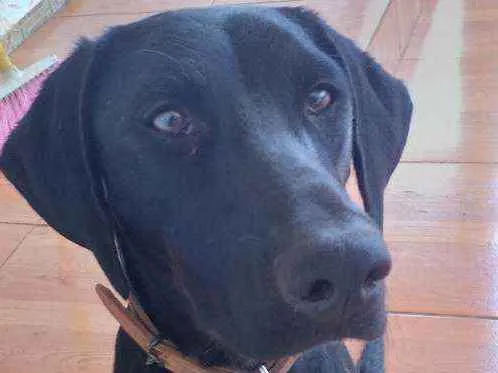 Cachorro ra a Desconhecida idade 7 a 11 meses nome Pantera