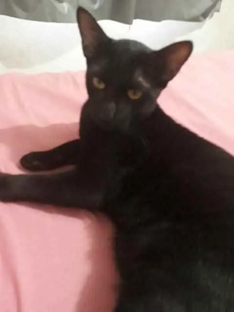 Gato ra a Snd idade 7 a 11 meses nome Pretinho 