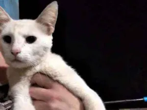 Gato raça Sem raça definida  idade 1 ano nome Branquinho 