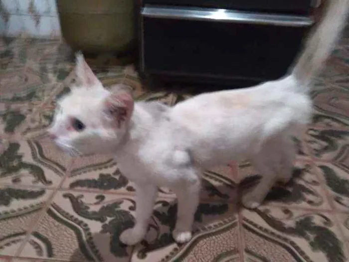 Gato raça Sem raça definida  idade 1 ano nome Branquinho 