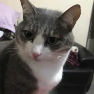 Gato raça SRD idade 2 a 6 meses nome Daxi