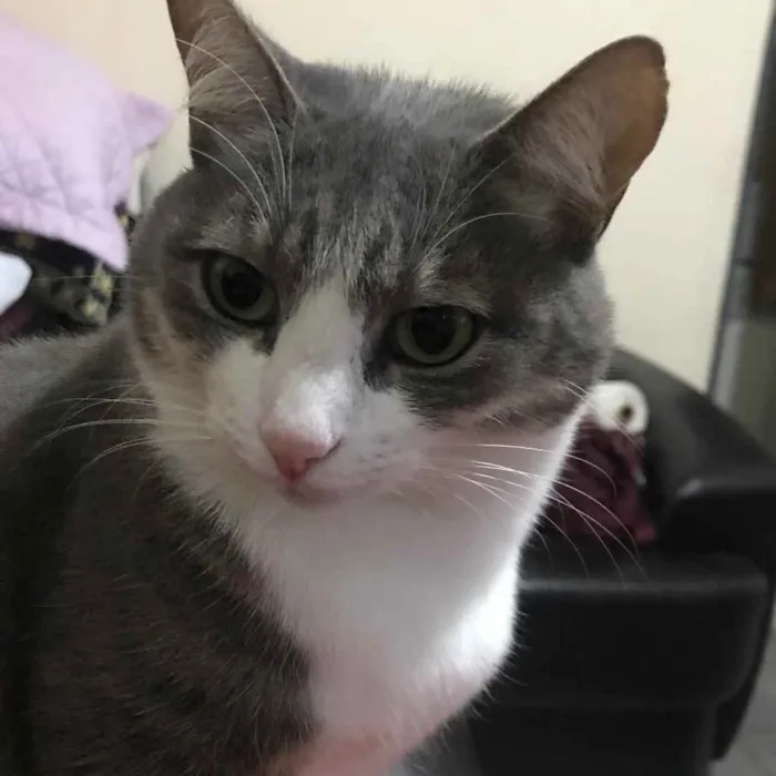 Gato raça SRD idade 2 a 6 meses nome Daxi