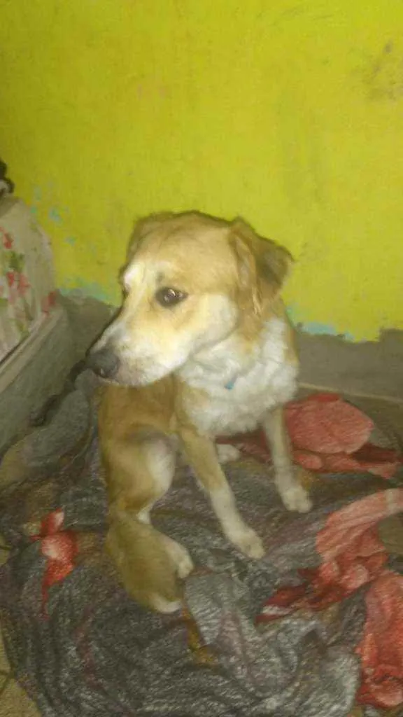Cachorro ra a Pitbull misturado com vilalata idade 7 a 11 meses nome Simba