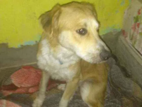 Cachorro ra a Pitbull misturado com vilalata idade 7 a 11 meses nome Simba
