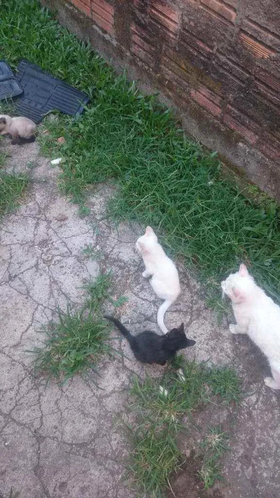 Gato ra a  idade 2 a 6 meses nome Sem nome