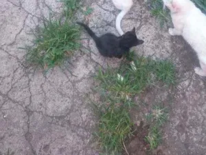 Gato raça  idade 2 a 6 meses nome Sem nome