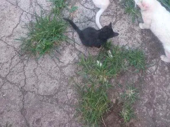 Gato ra a  idade 2 a 6 meses nome Sem nome