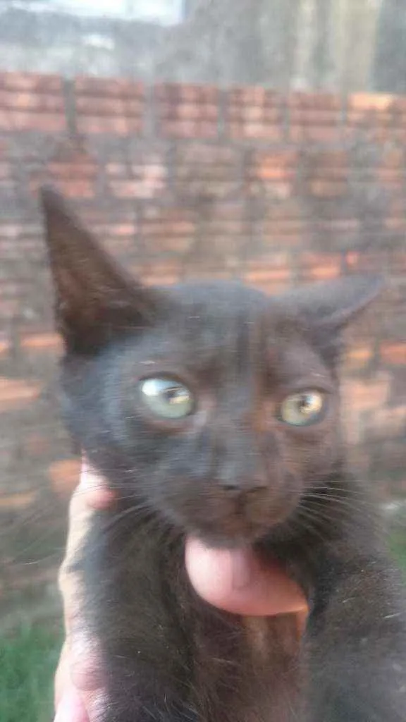 Gato ra a  idade 2 a 6 meses nome Sem nome