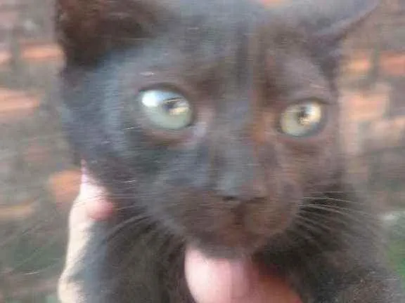 Gato ra a  idade 2 a 6 meses nome Sem nome
