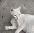 Pipoca