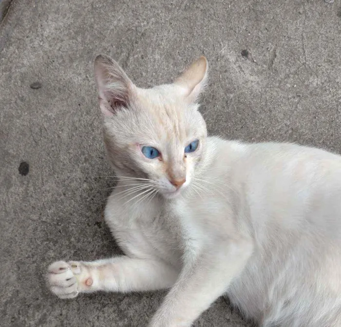 Gato raça Desconhecida  idade 2 anos nome Pipoca