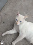 Pipoca